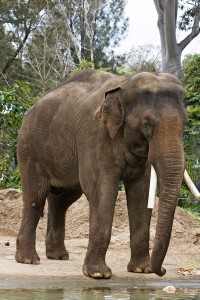 elefante asiatico