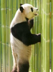 famoso oso panda de madrid