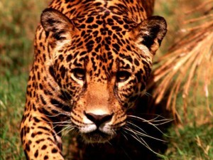 leopardo cazando