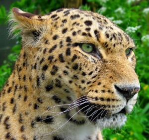 leopardo mirando