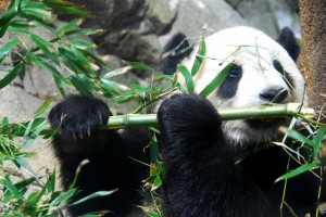 panda gigante comiendo
