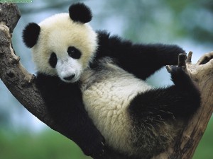 oso panda árbol