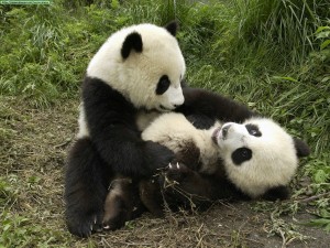 osos panda jugando