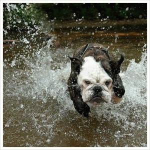 Perro corriendo en el agua.