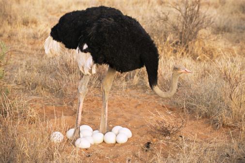 Avestruz cuidando sus huevos