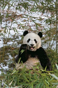 Panda comiendo hierva