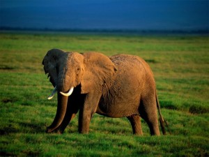 El Elefante, habitante de la sabana de Kenya