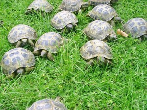Muchas tortugas de tierra