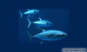 El atun, un rapido pez de sangre fria