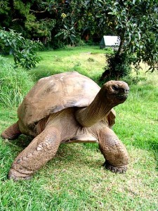 Jonathat, la tortuga mas vieja, con 176 años