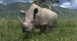 El Rinoceronte, animal casi en peligro de extinción