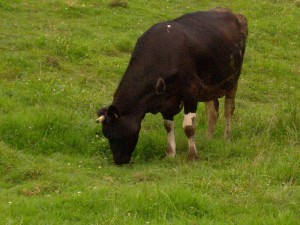 Vaca, un ejemplo de rumiante