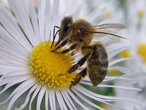 Abeja sacando polen