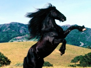 caballos negros