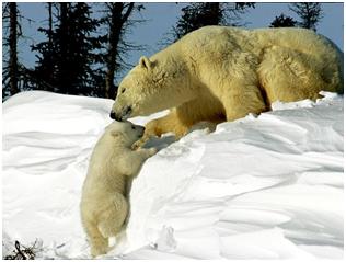 animales osos polares