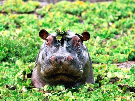 Animals Hippopotamus_Peek-a-boo, Hippopotamus