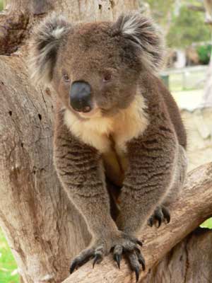Animales koalas