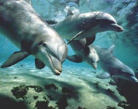 animales delfines