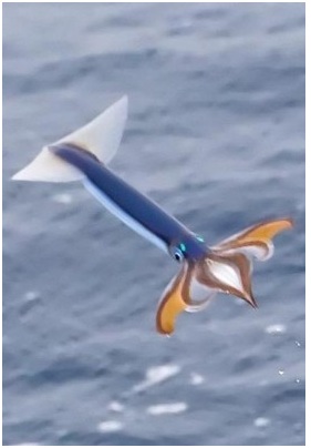 calamar volador
