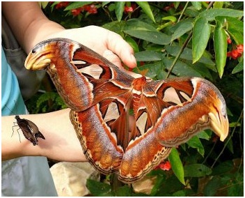 mariposa gigante