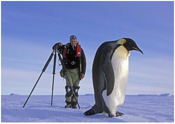 pinguino gigante