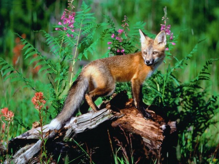 Red Fox2