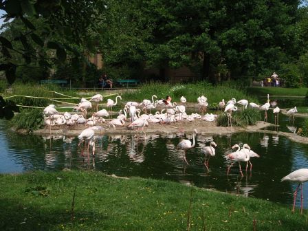 800px-Zoo_Basel_flamingos_breeding