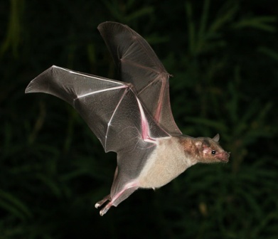 Lesser-Long-nosed-Bat-1