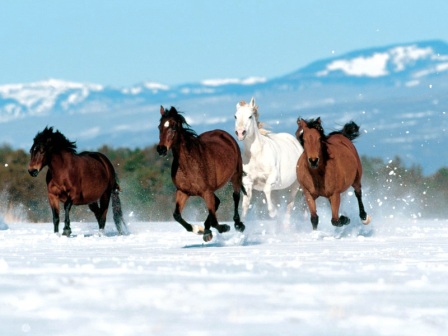 Animals Horses_Born to Run