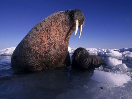 baby-walrus-with-mother_9019_600x450