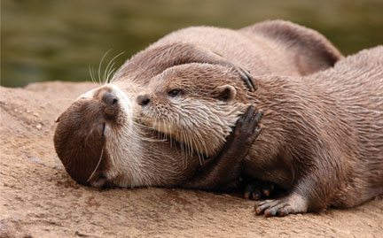 large-River-Otter-photo