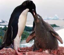 pinguino alimentando a su cria